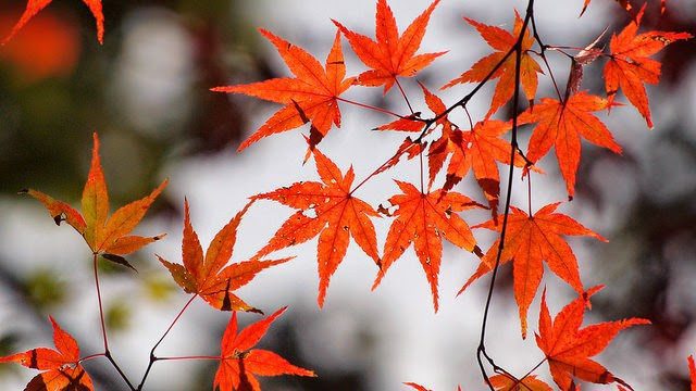 Unique Japan Tours Leave Autumn Koyo