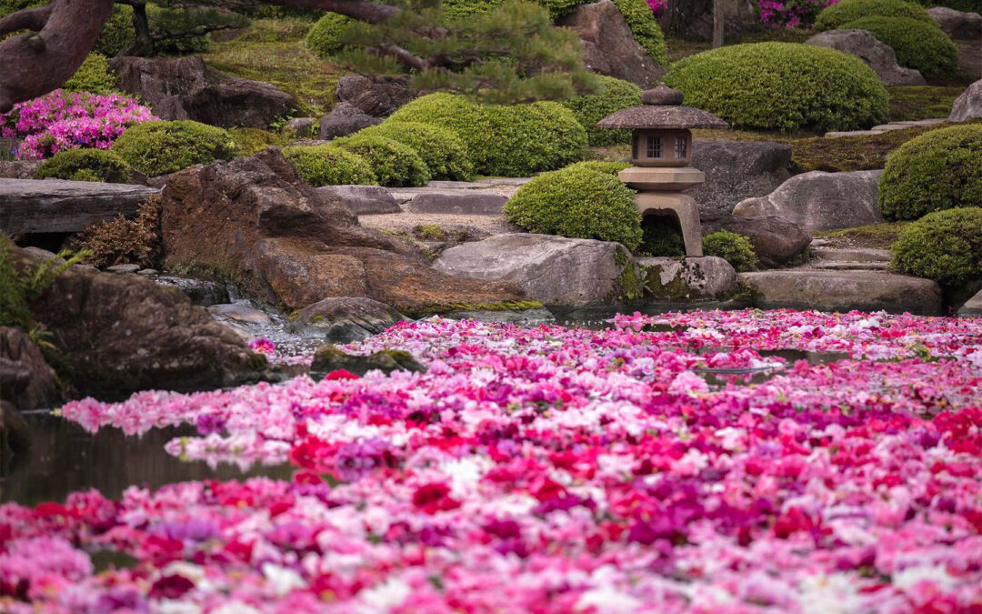 Yushien Japanese Gardens in Matsue