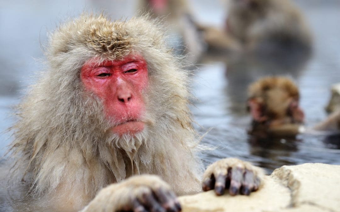 Top 10 Nature Experiences in Japan