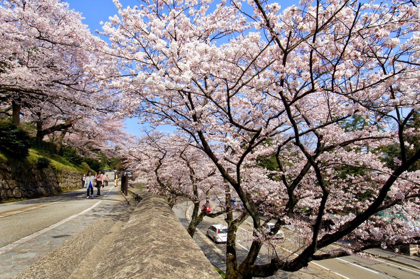 Unique Japan Tours Cherry Blossoms Kenrokuen Garden