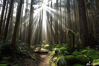 Unique Japan Tours Kumano Kodo Hiking Forest Beautiful