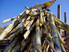 Unique Japan Tours Amami Oshima Kokotou Shouchu Sugar Cane