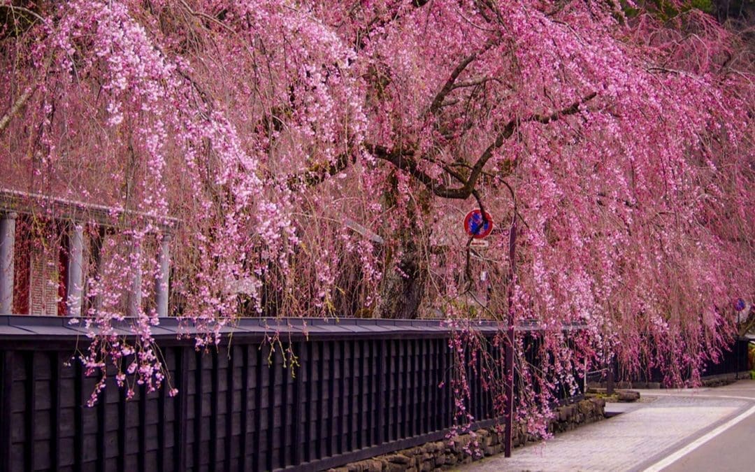 LAST CHANCE JAPAN [Cherry Blossom Tours]